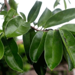 Manfaat Daun Sirsak