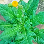 Manfaat Daun Dewa