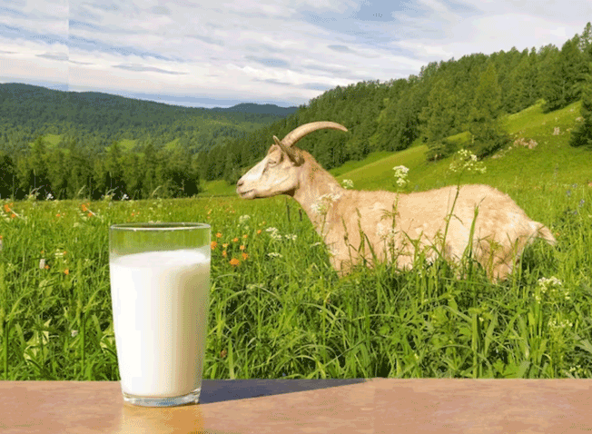 Kandungan Nutrisi dalam Susu Kambing Etawa