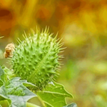 Efek Samping Buah Kecubung