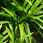 Efek Buruk Daun Pandan