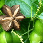 Manfaat Kacang Sacha Inchi