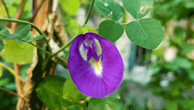 Manfaat bunga telang ungu bagi kesehatan