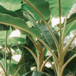 Manfaat daun pisang