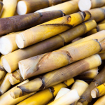 Manfaat rebung bambu kuning