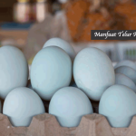 Manfaat Telur Asin