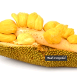 Cempedak