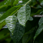 Efek Samping Daun Salam