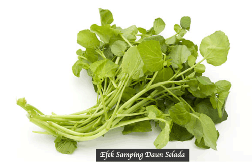Efek samping daun selada