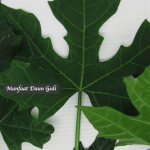Manfaat Daun Gedi