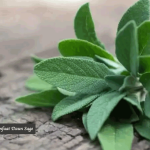 Manfaat Daun Sage