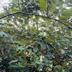 Manfaat Buah Bidara untuk Promil
