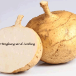 Manfaat Bengkoang untuk Lambung