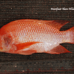 Manfaat Ikan Nila Merah
