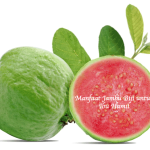 Manfaat Jambu Biji untuk Ibu Hamil