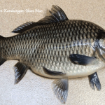 Manfaat dan kandungan ikan mas