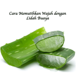 Cara Memutihkan Wajah dengan Lidah Buaya
