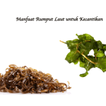 Manfaat Rumput Laut untuk Kecantikan
