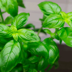 Perbedaan Daun Basil dan Kemangi