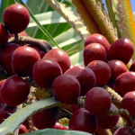 Buah Zuriat untuk Promil