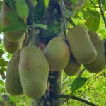 Cempedak