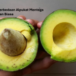 Perbedaan Alpukat Mentega dan Biasa