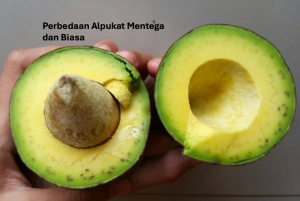 Perbedaan Alpukat Mentega dan Biasa