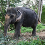 Fauna Taman Nasional Kerinci Seblat