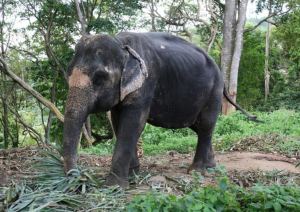 Fauna Taman Nasional Kerinci Seblat