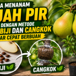 Cara Menanam Buah Pir