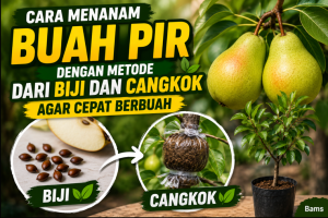 Cara Menanam Buah Pir