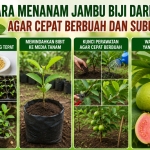 Cara Menanam Jambu Biji