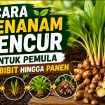 Cara Menanam Kencur