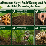 Cara Menanam Kunyit Putih