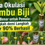 Cara Okulasi Jambu Biji