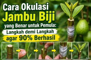 Cara Okulasi Jambu Biji