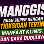 Manggis