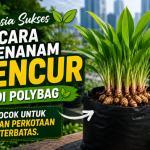 Menanam Kencur di Polybag