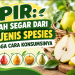 Pir