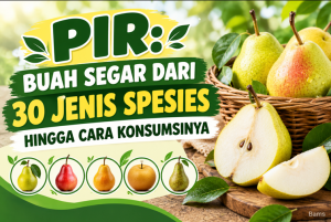 Pir