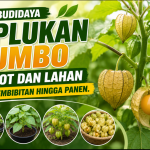 Cara Budidaya Ciplukan
