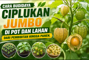 Cara Budidaya Ciplukan