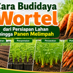 Cara Budidaya Wortel