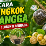 Cara Cangkok Mangga