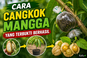 Cara Cangkok Mangga