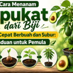 Cara Menanam Alpukat dari Biji