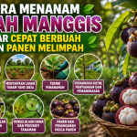 Cara Menanam Buah Manggis