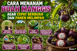 Cara Menanam Buah Manggis