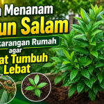 Cara Menanam Daun Salam