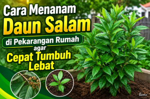 Cara Menanam Daun Salam